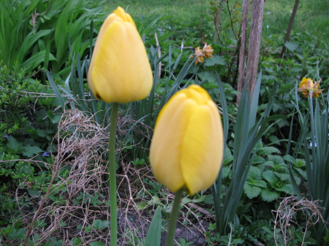 20110417 s tulipán