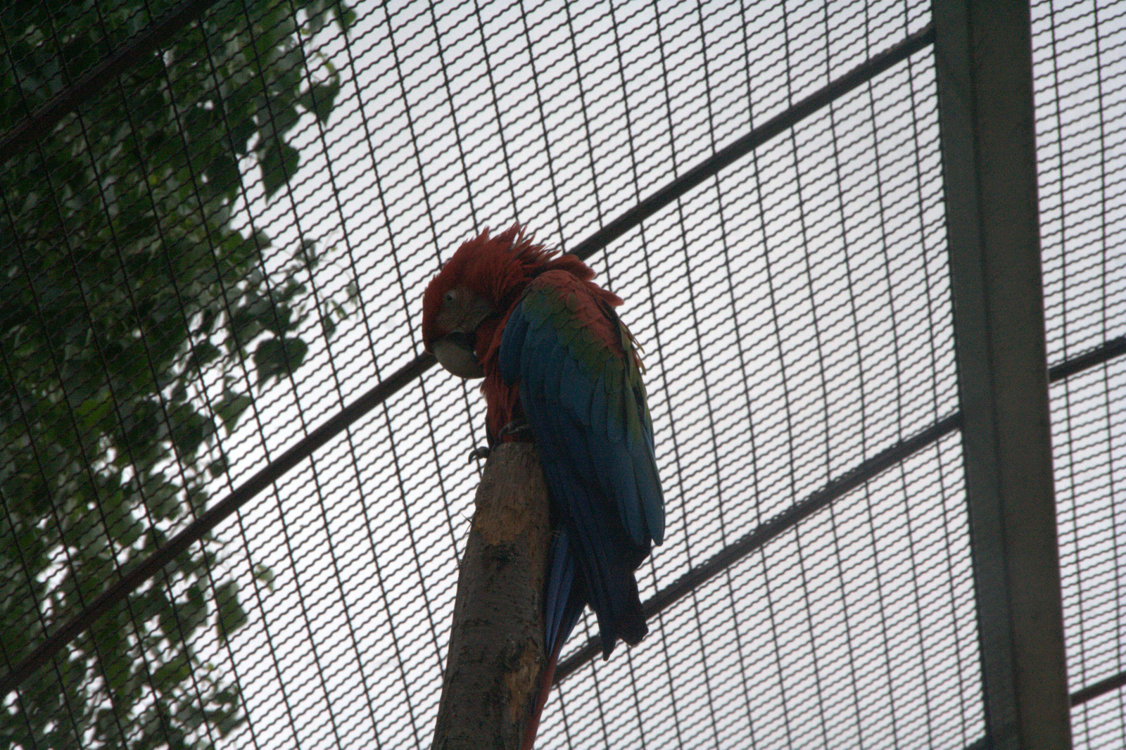 2011.Budapesti állatkert140