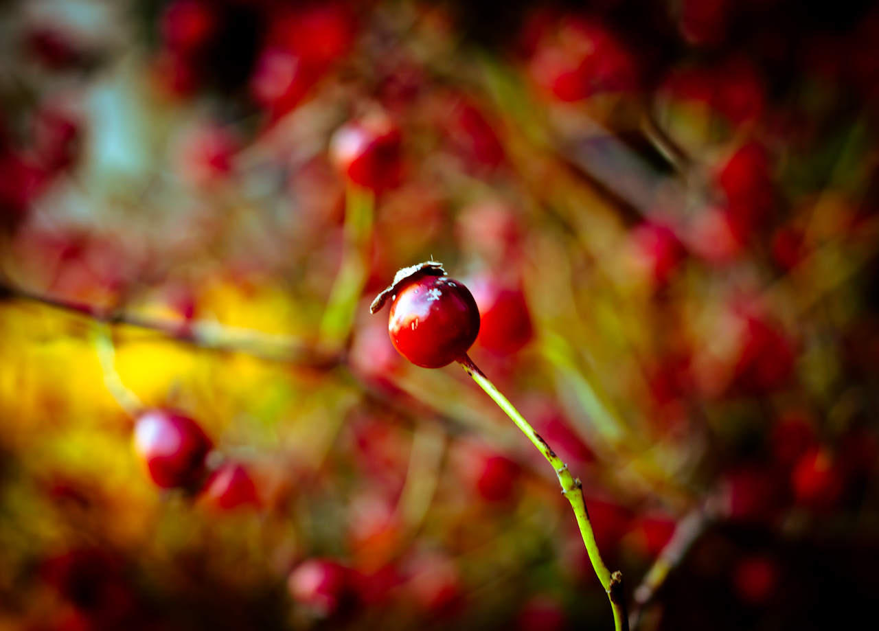 Berries by Orb9220