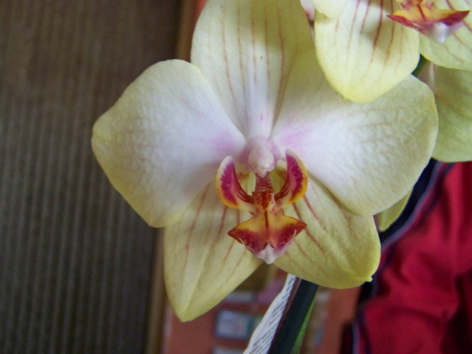 orchidea 0373