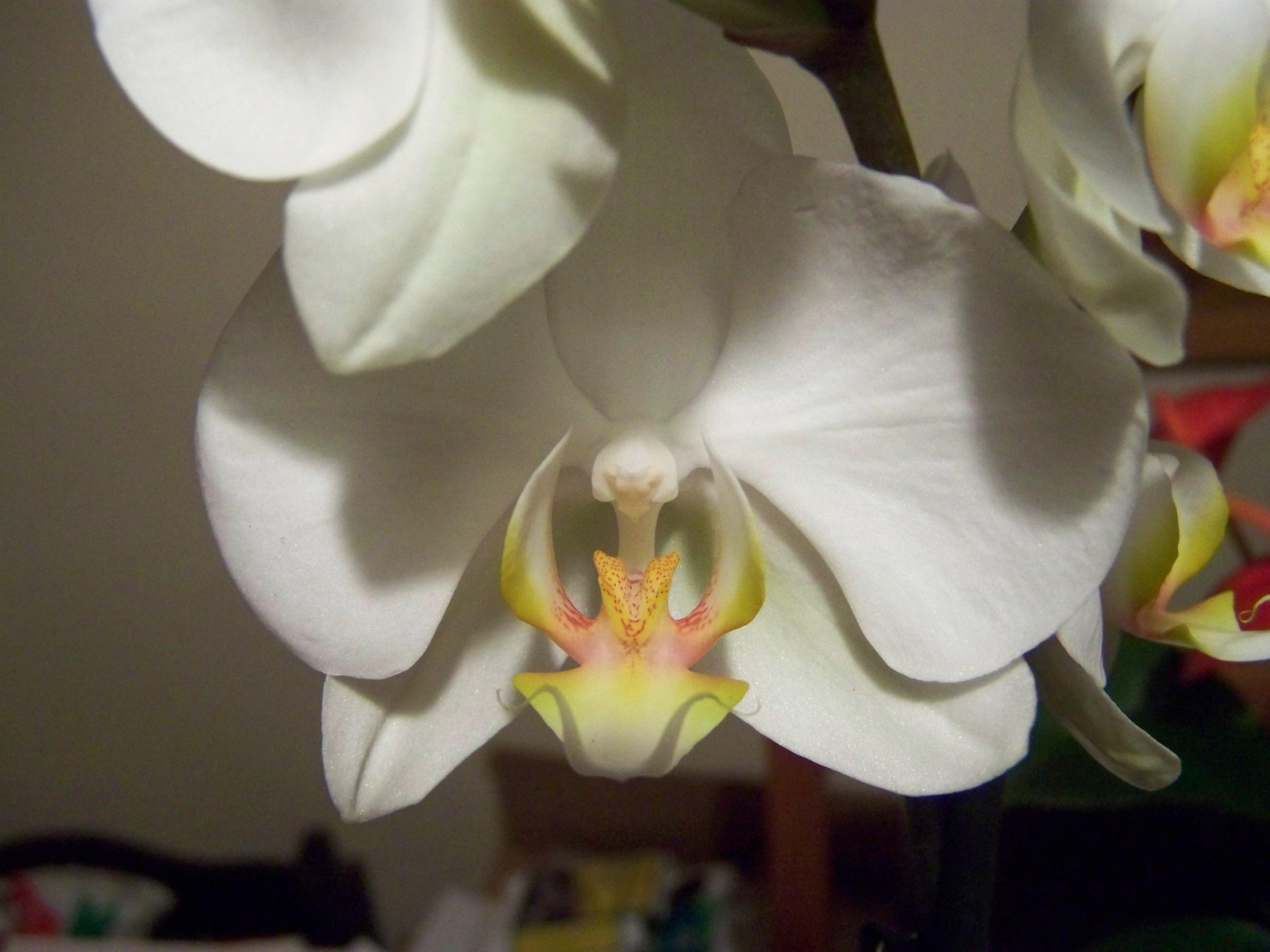 orchidea 0539