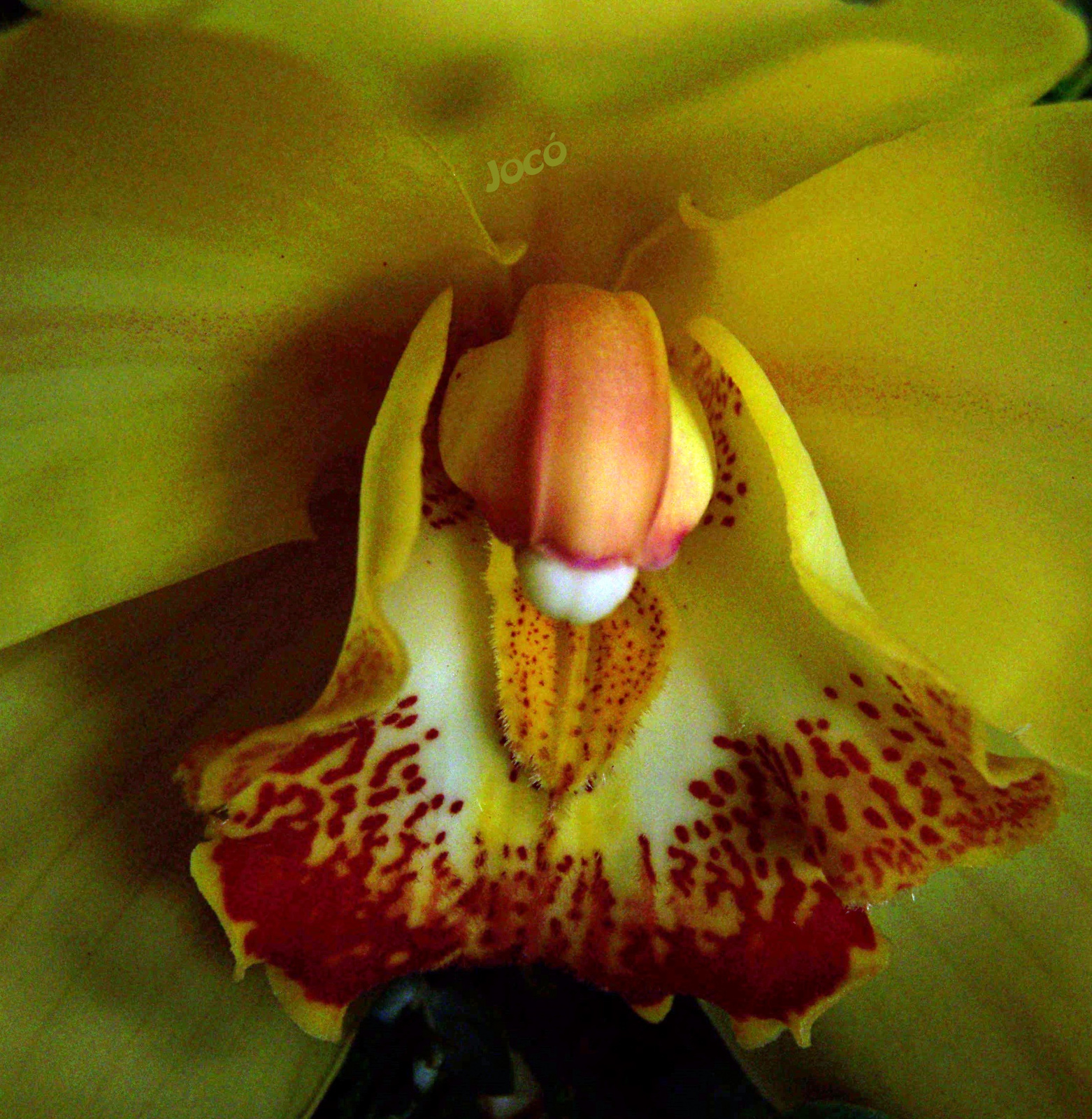 Orchidea 4678