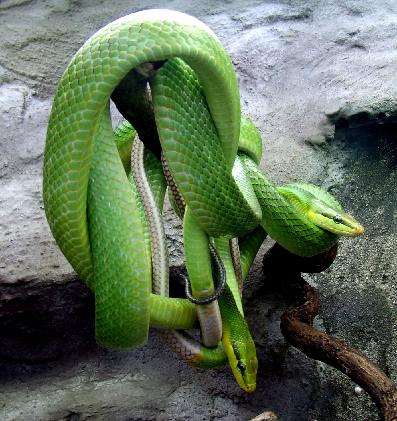 Gonyosoma oxycephala