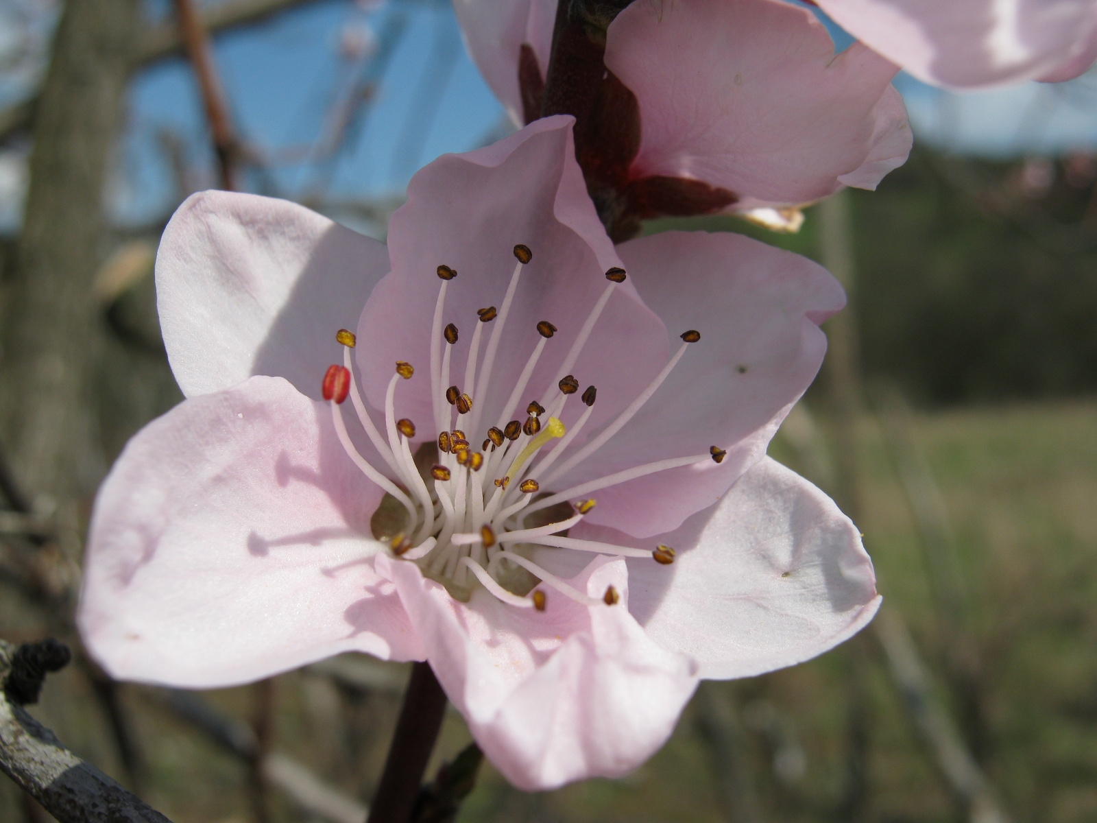 Őszibarackfa virága