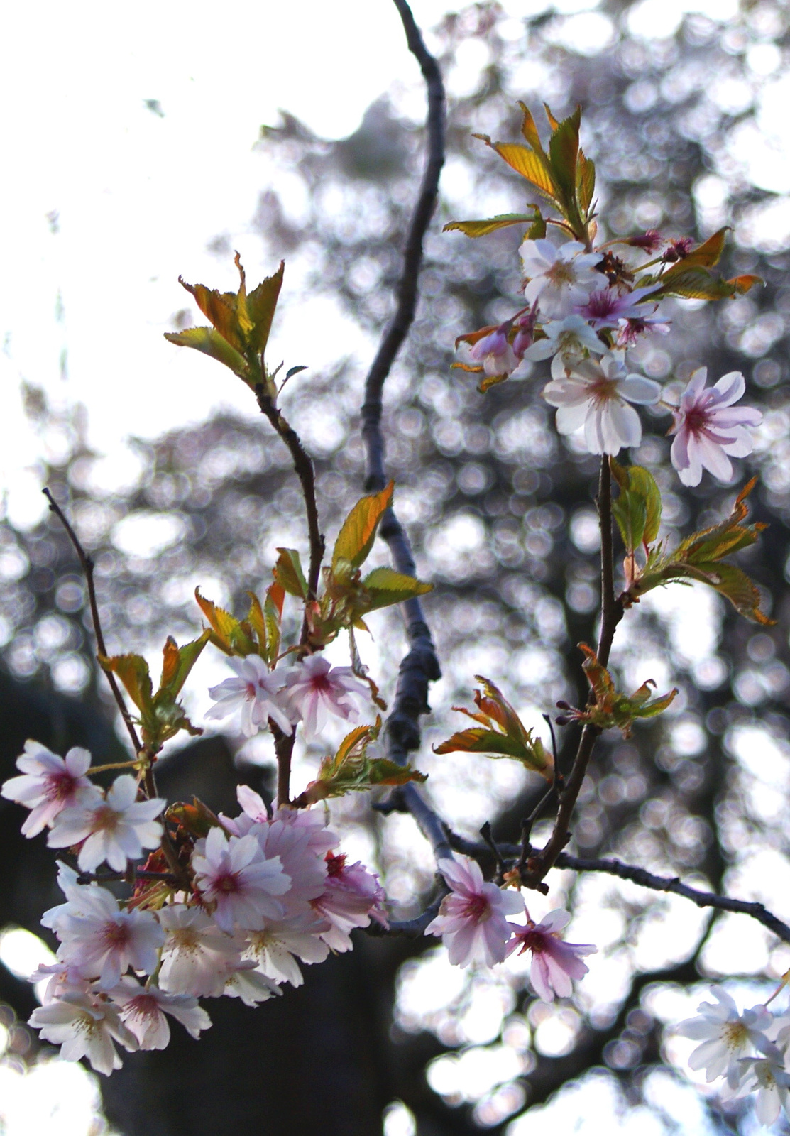 boke cseresznyefavirágok