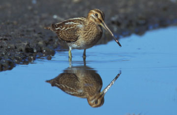 snipe