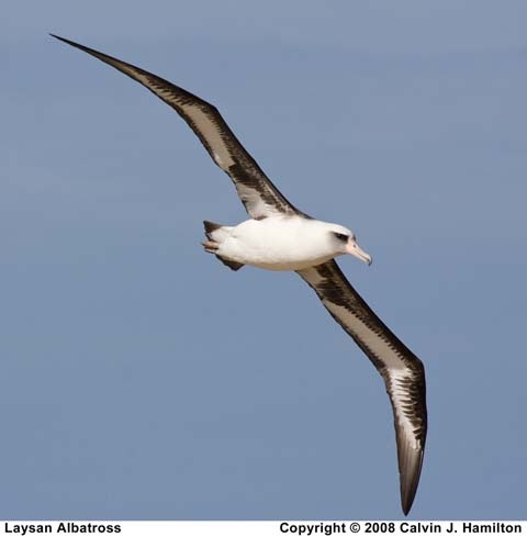 Laysan Albatross