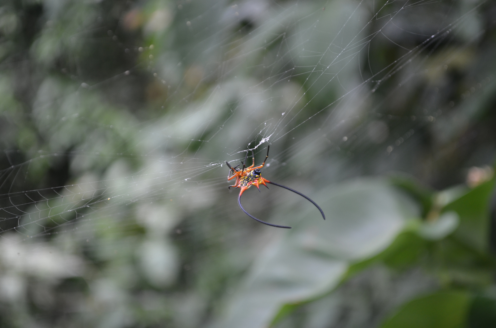 horned spider