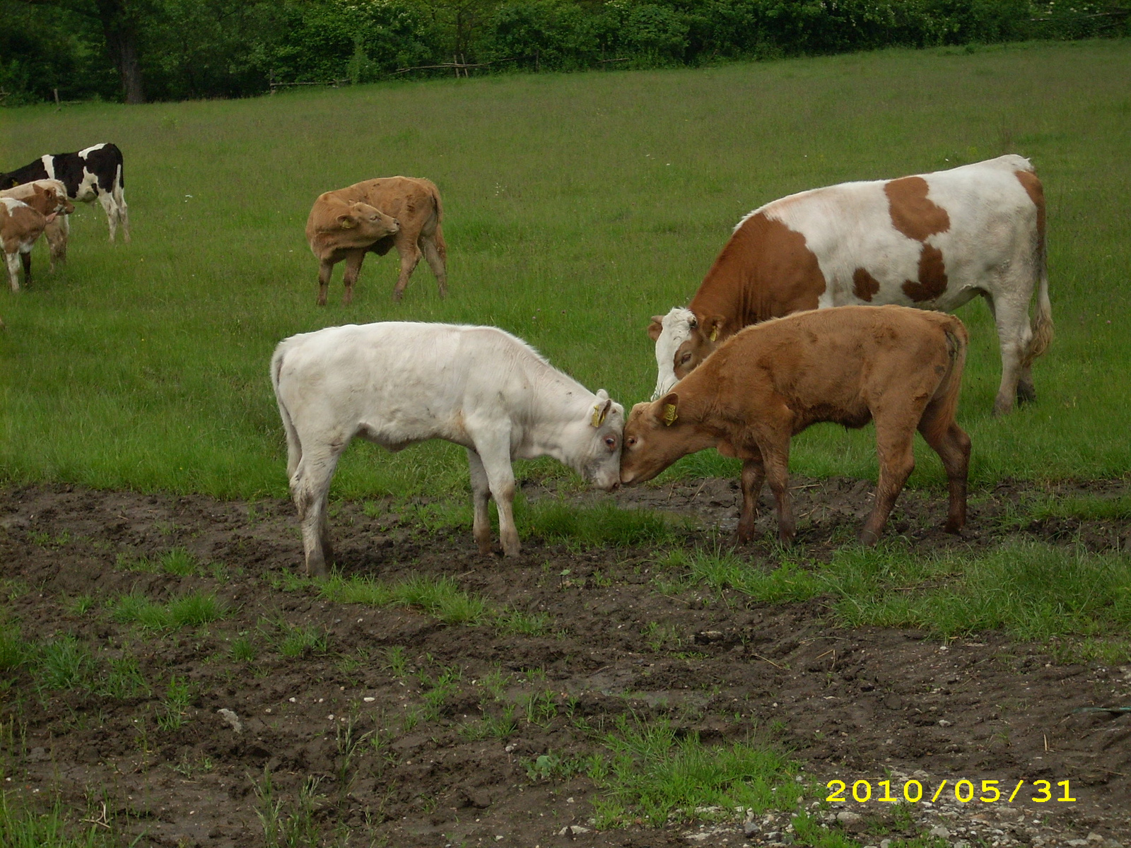 2010 Kelecsény 061