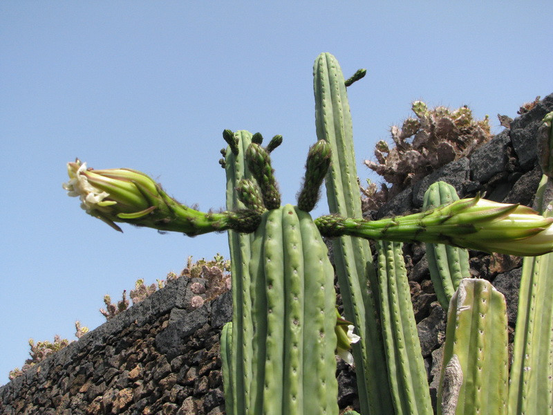 Jardín de Cactus[048] resize