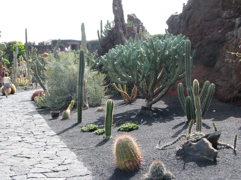 Jardín de Cactus[170] resize