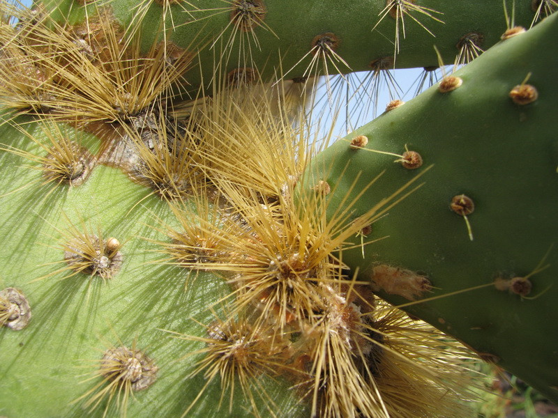 Jardín de Cactus[176] resize
