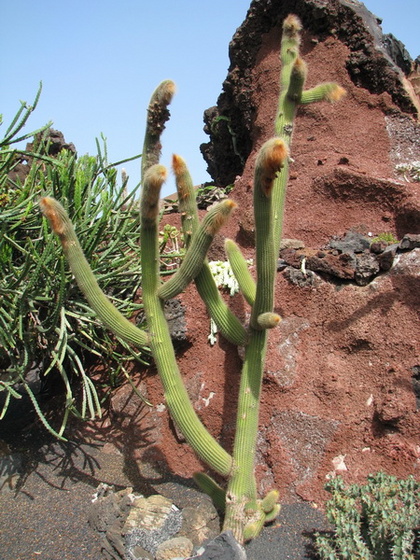 Jardín de Cactus[219] resize