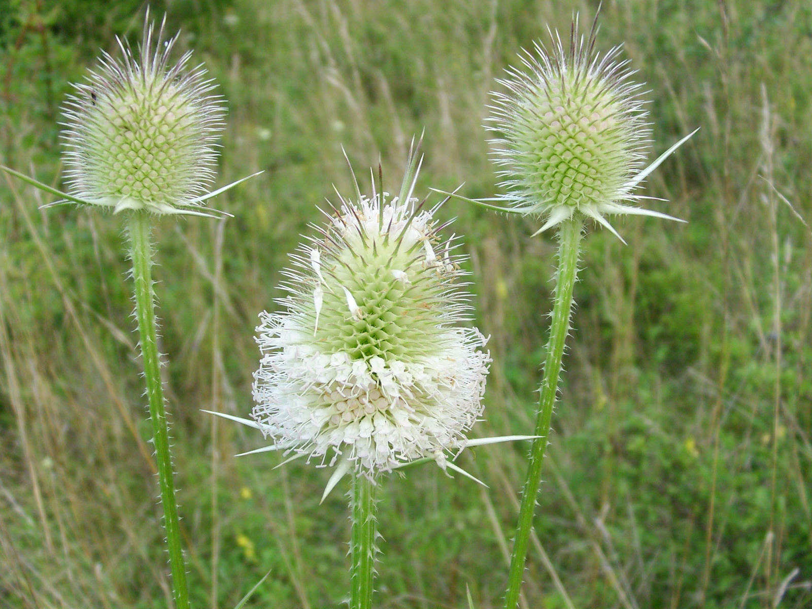 Héjakútmácsonya (Dipsacus laciniatus)