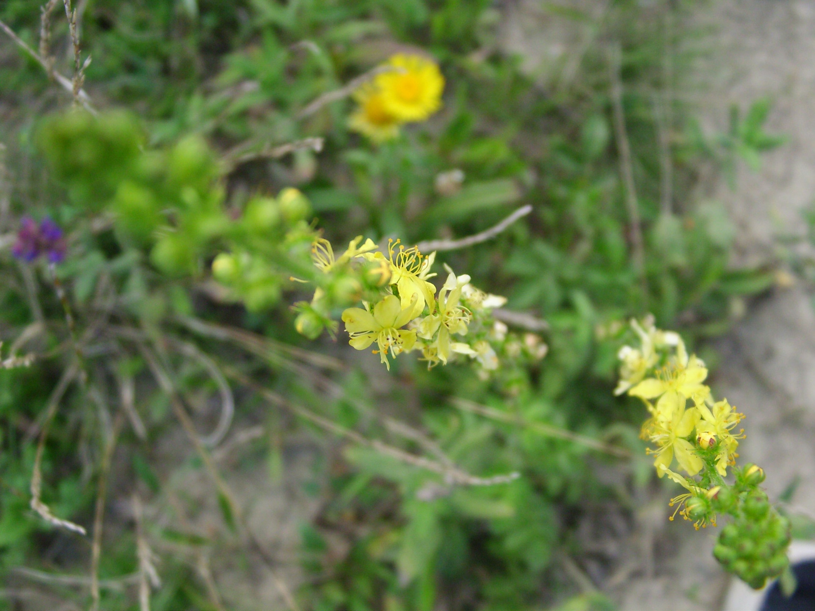 Közönséges párlófű, apró bojtorján (Agrimonia eupatoria)