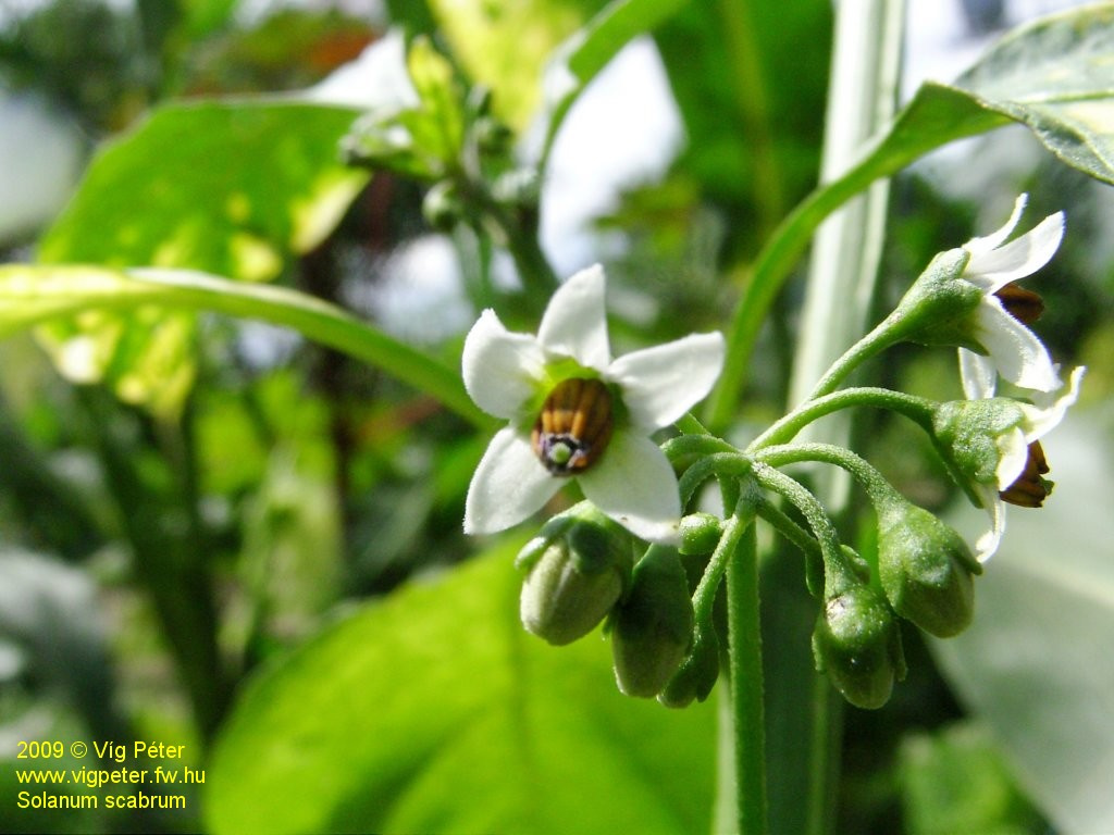 solanumscabrum ii