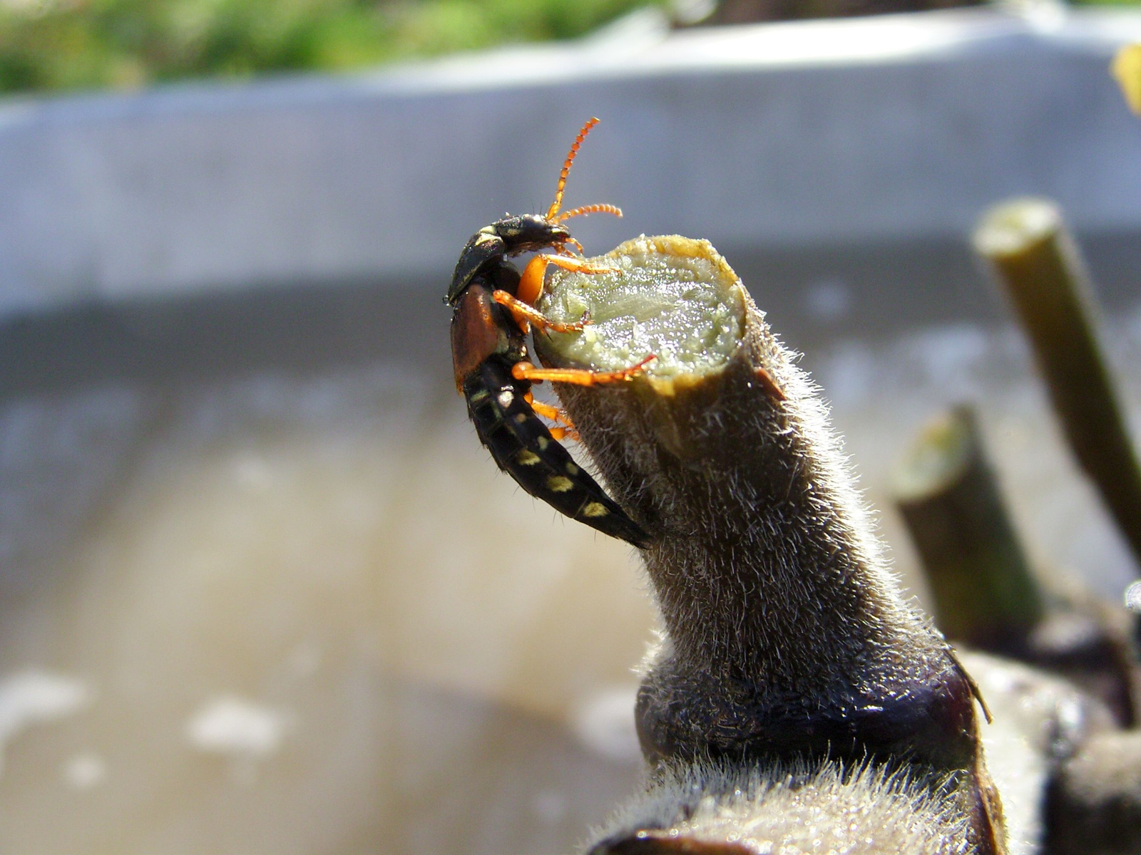 Aranysújtásos holyva (Staphylinus caesareus)