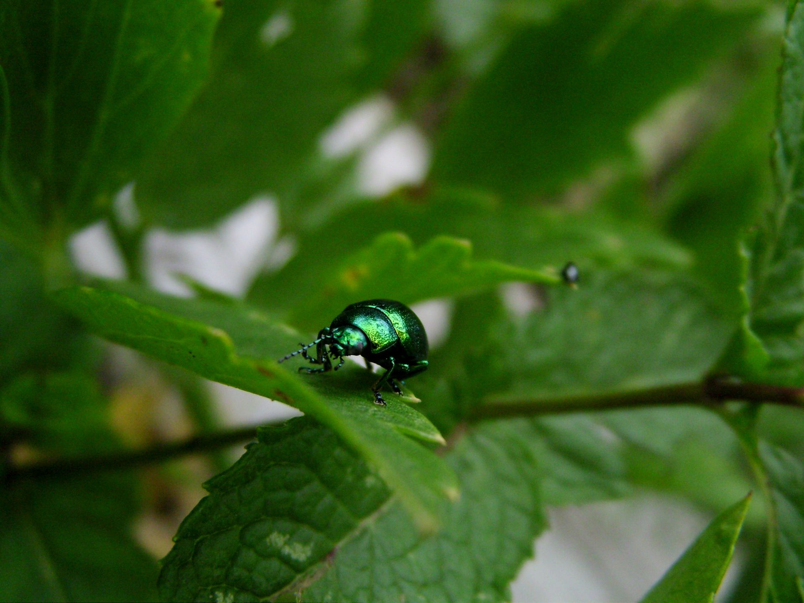 Chrysolina herbacea