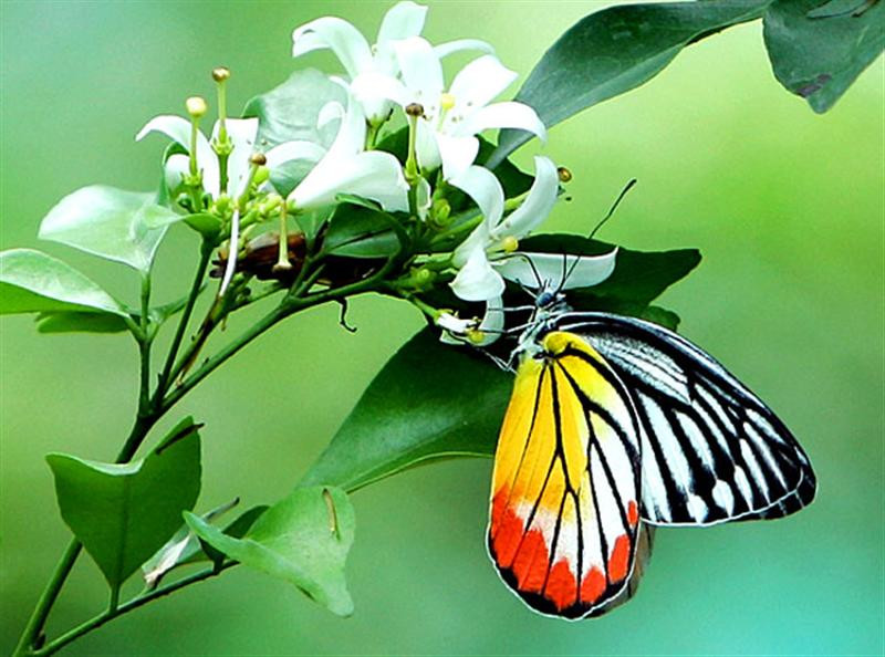 butterfly 6 (Medium)