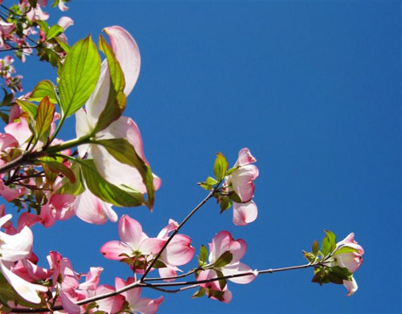 spring2008-dogwoods-lg (Medium)