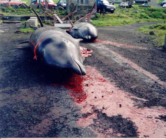 killed pilot whales