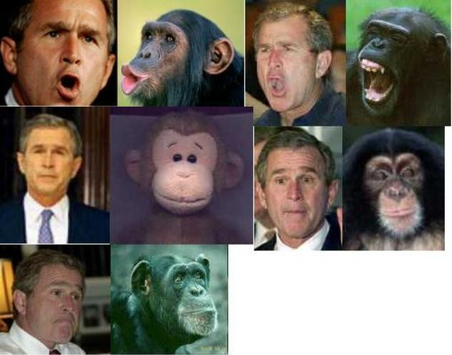 bush chimp