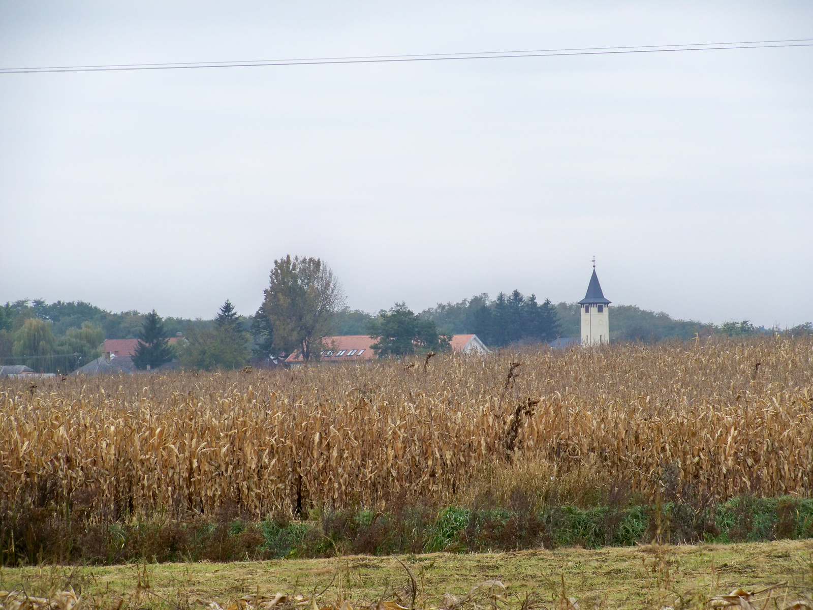 2010 ősz az erdőben 012