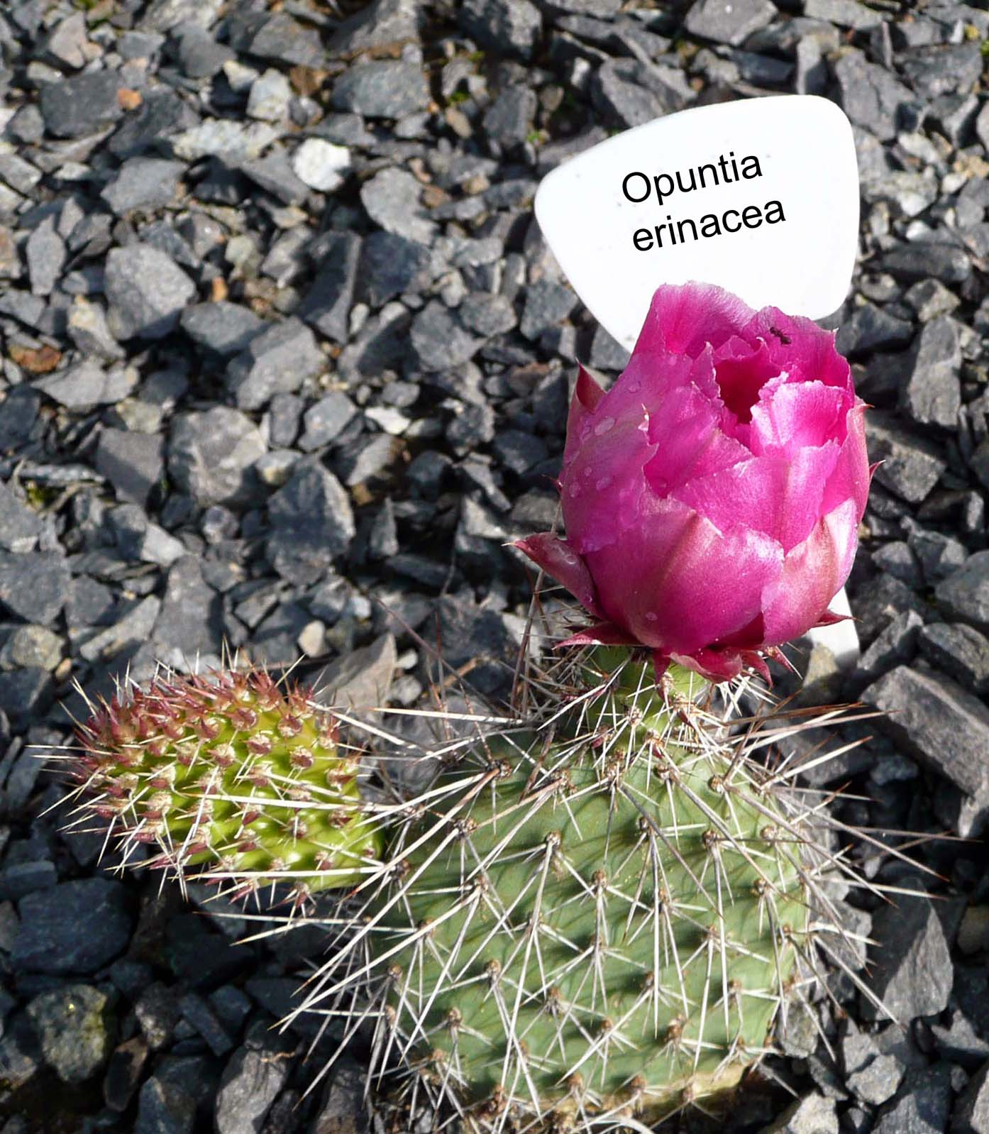 Opuntia erinacea