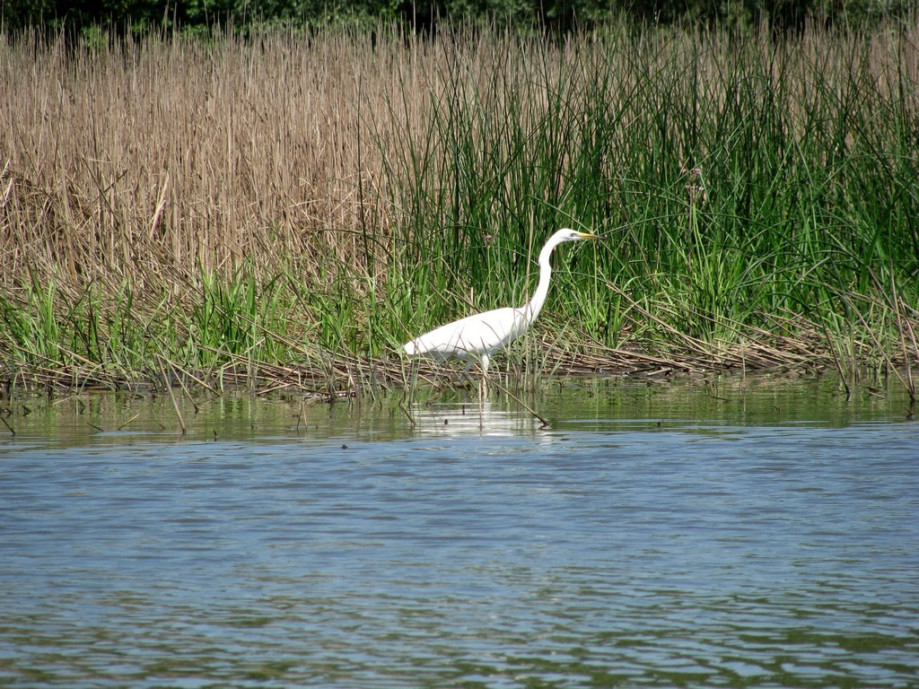 Kócsag