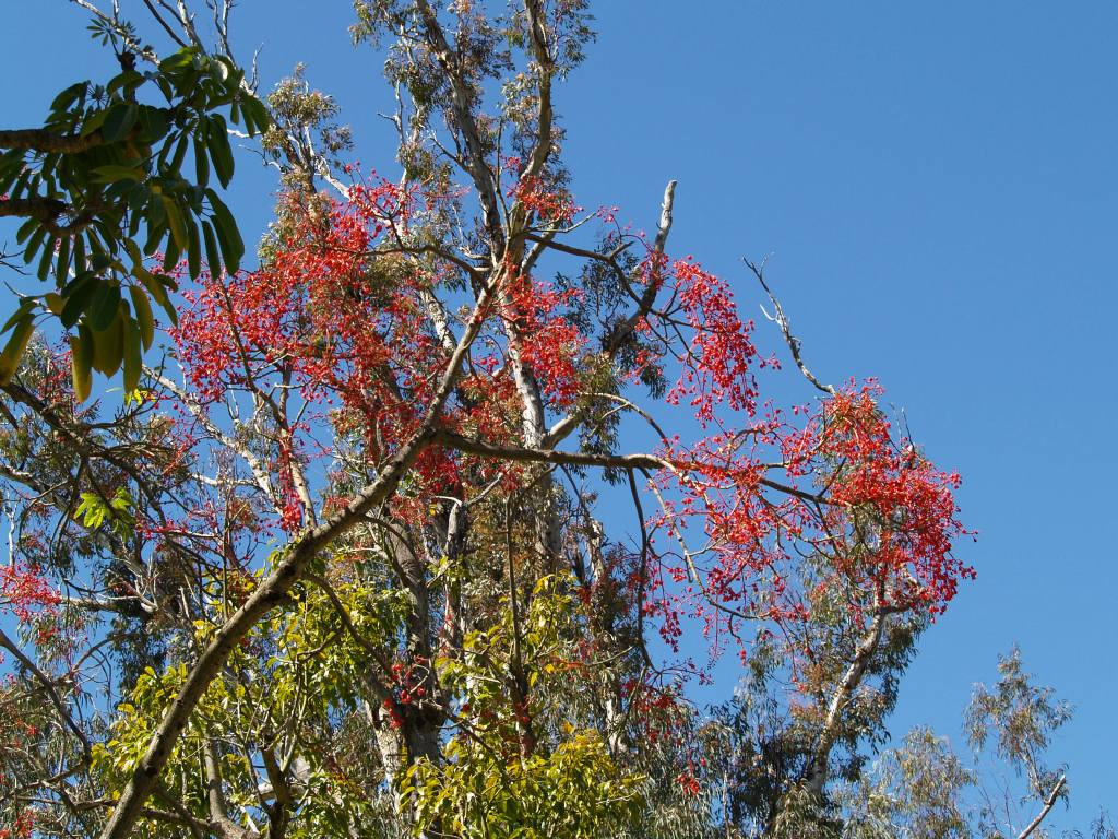 Yanchep National Park 28