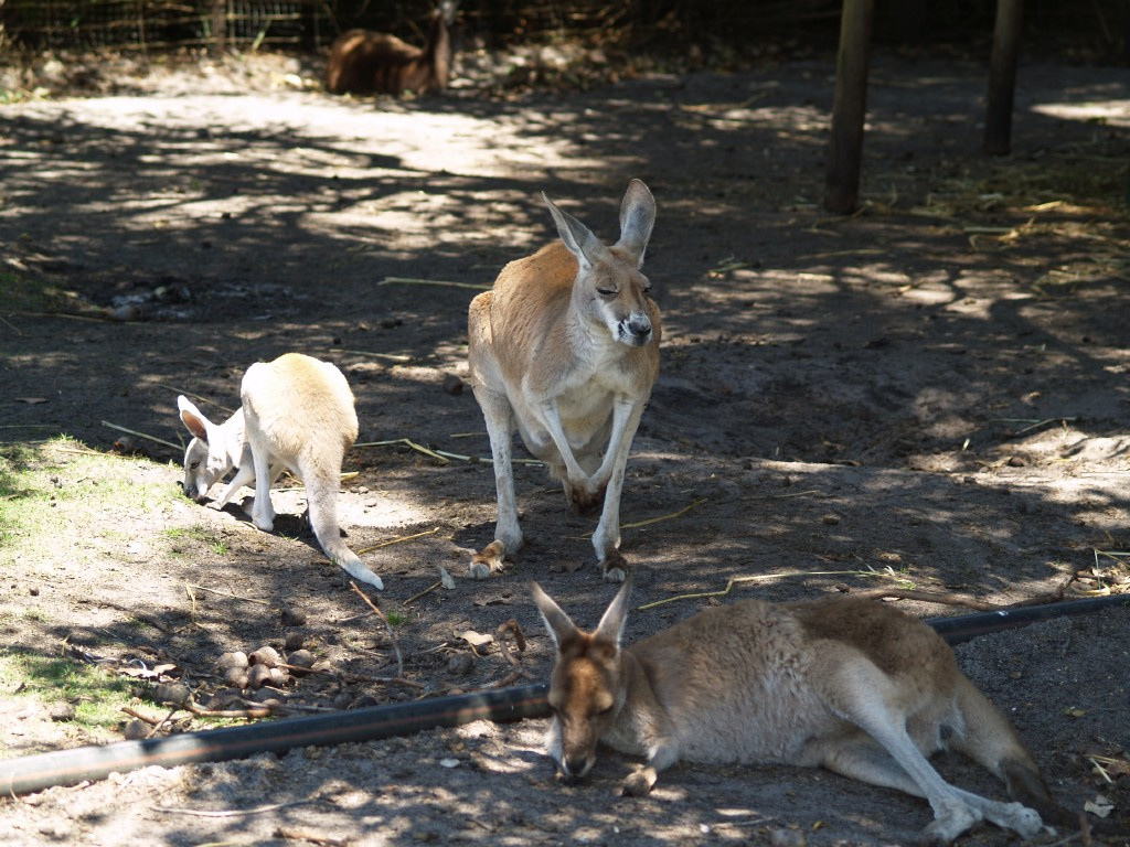 Caversham Wildlife Park Kenguru 1