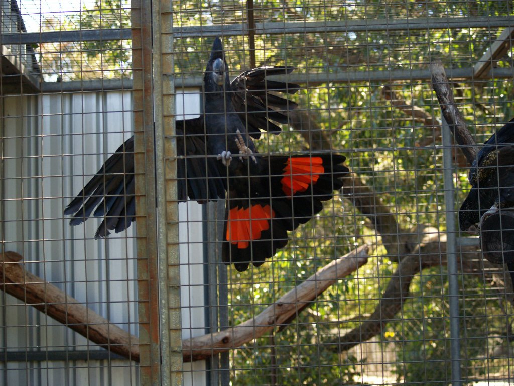 Caversham Wildlife Park Pirosfarkú Papagáj 1