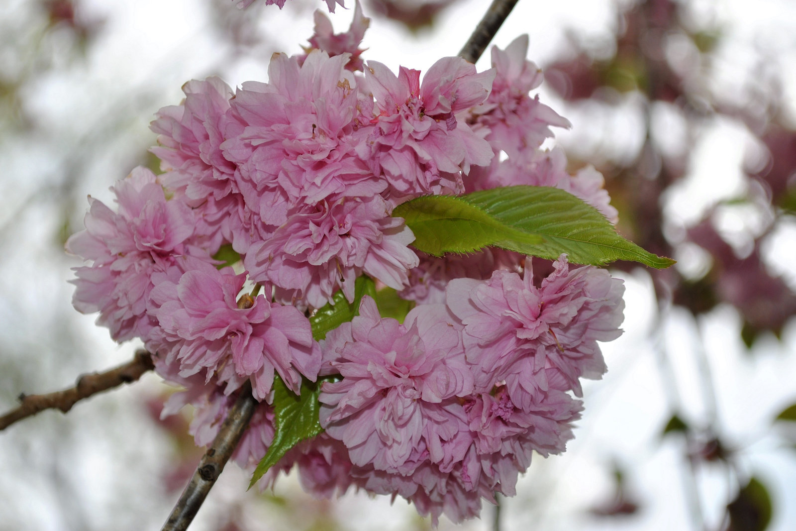 "Sakura" virág