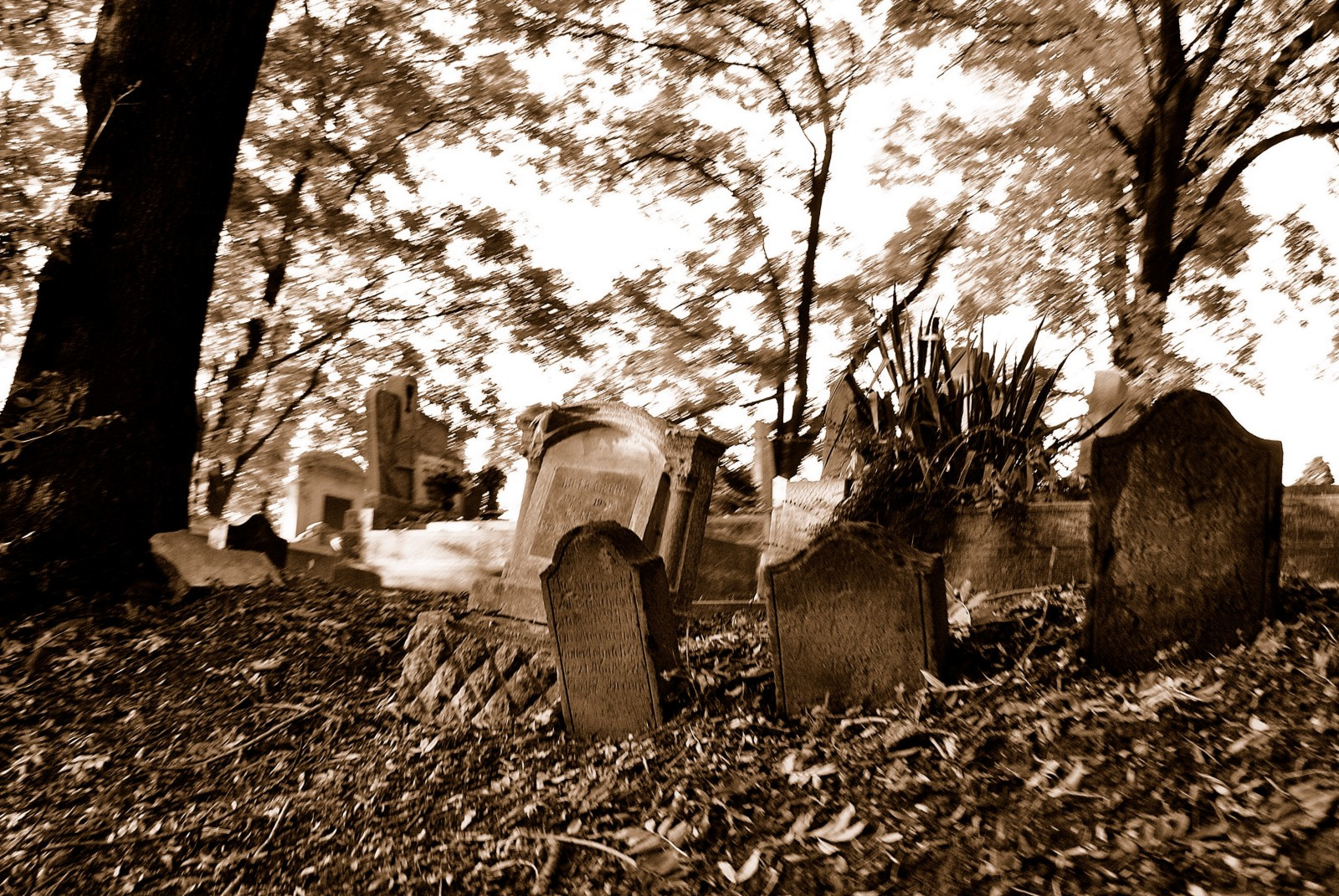 Avasi temető 2