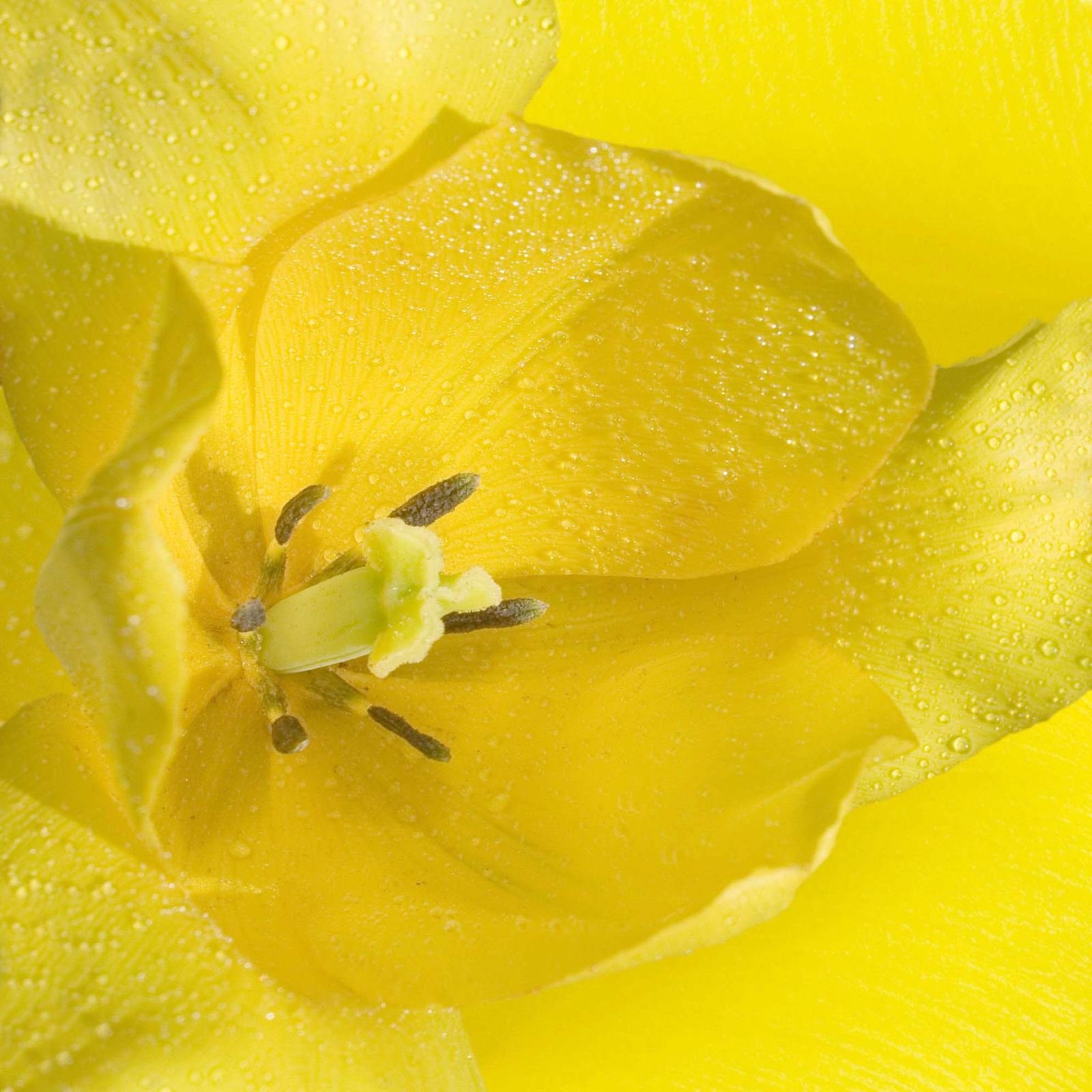 Sárga tulipán eső után