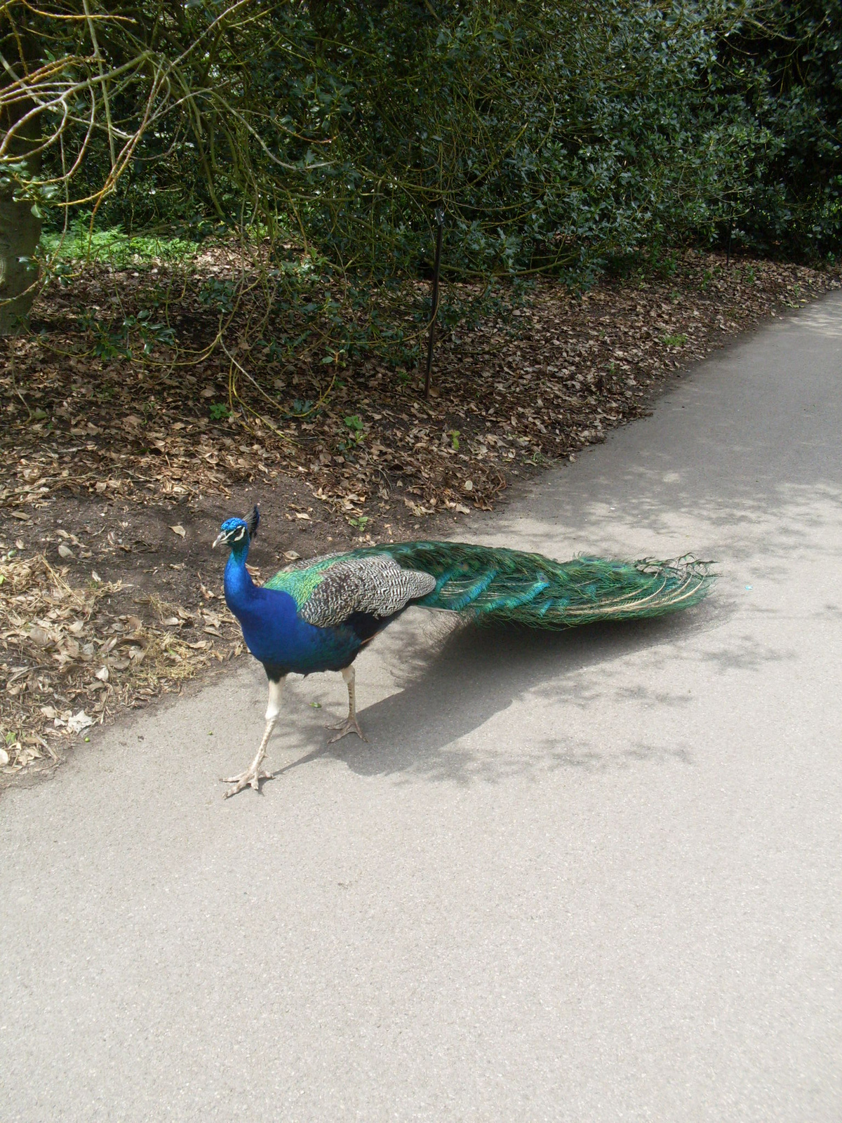 Kew Peacock