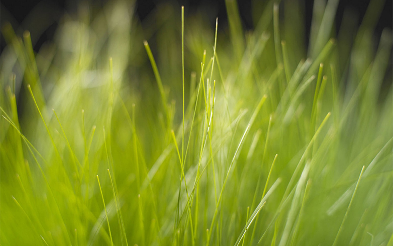 Keynote Grass Widescreen