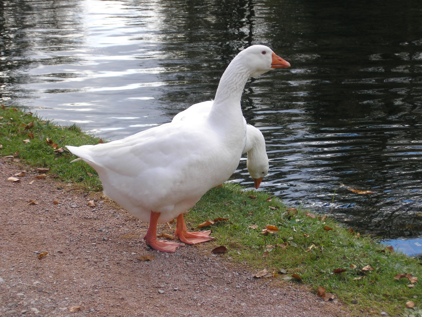 Donaueschingen