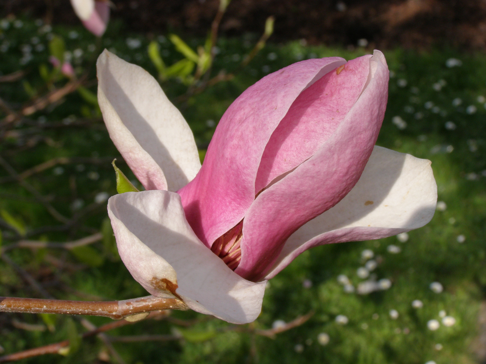 magnolia