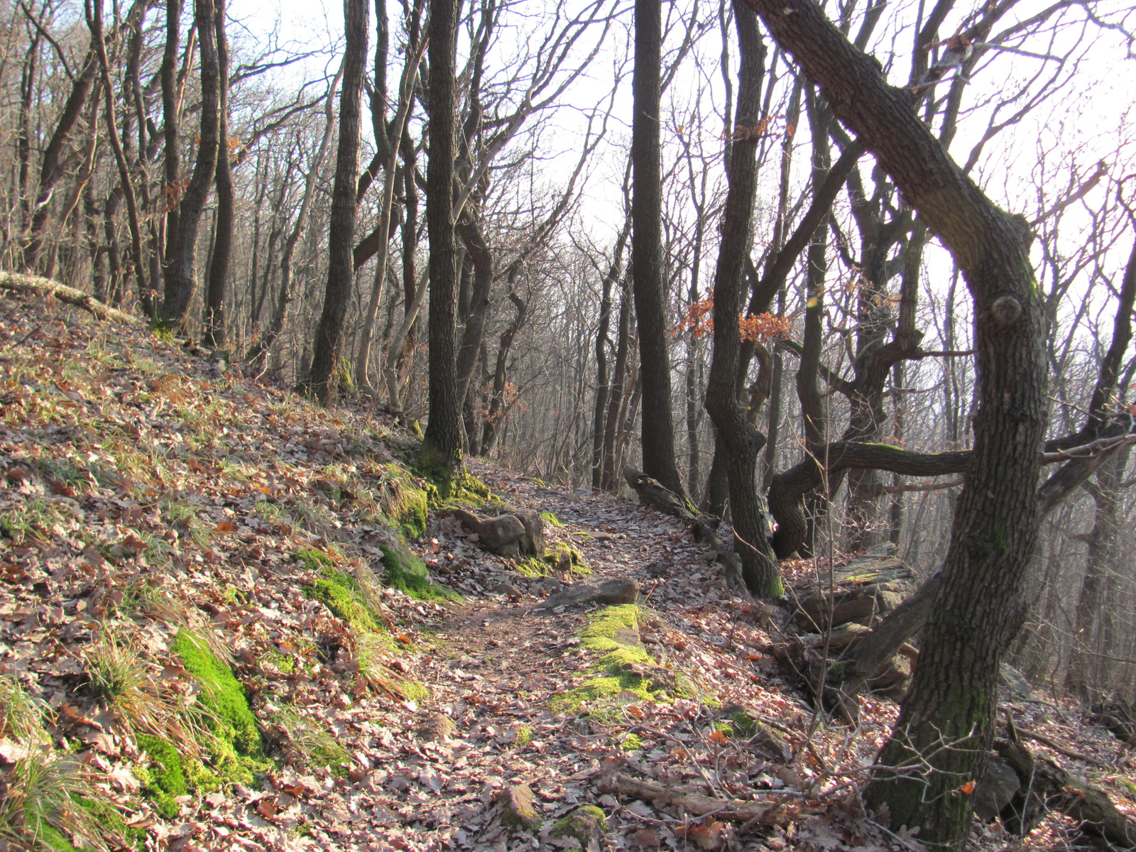 2011.01.16 Orfű jakabhegy Patacs 110