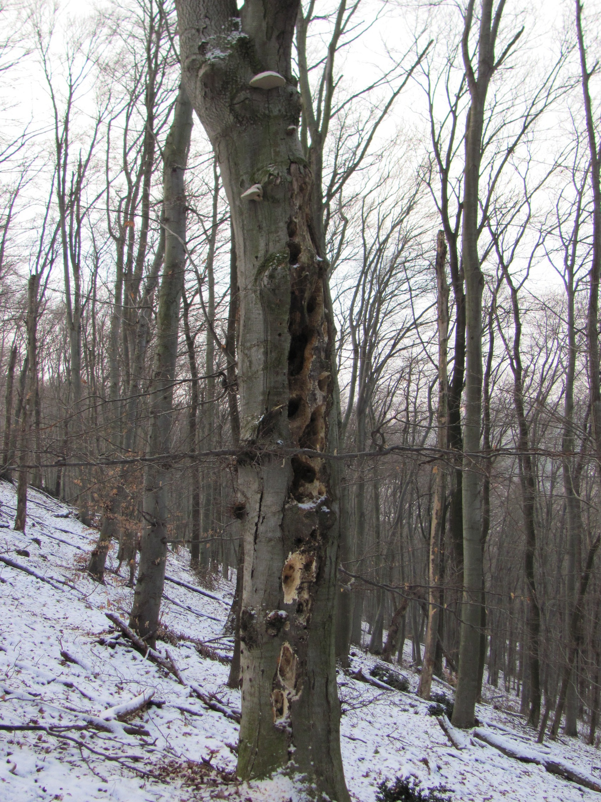 2011.01.30.Orfű-Pécs