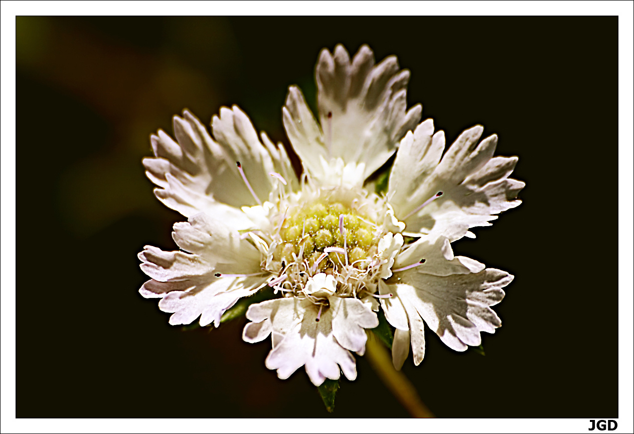 Scabiosa palaestina