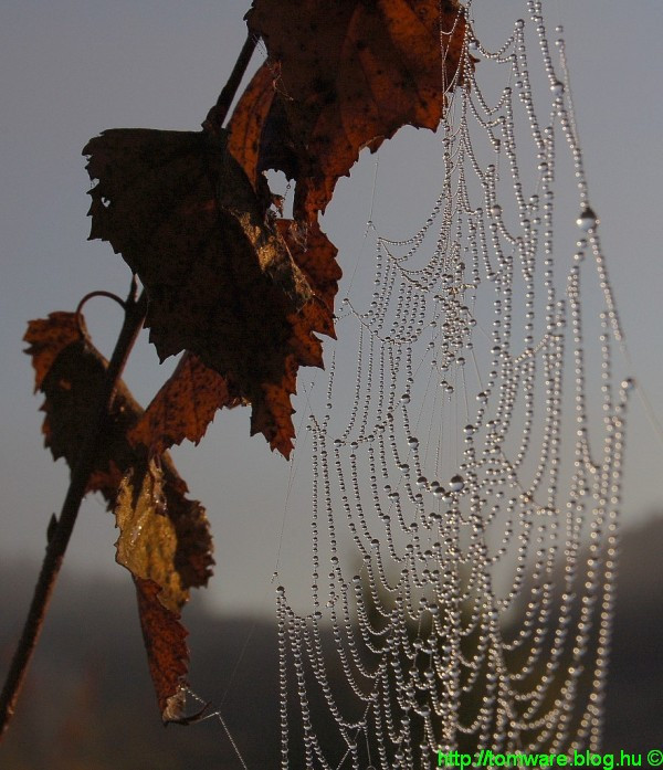 Szeptember - Ilyenkor szépek a pókhálók