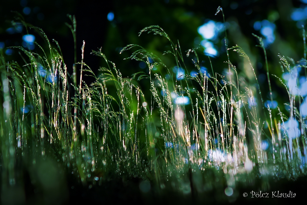 2011.05.22. Erdő mélyén (8)