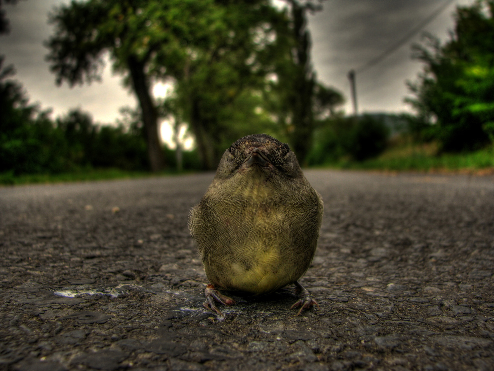 Birdy HDR