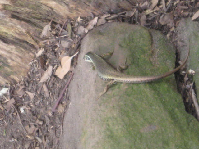 Lizard