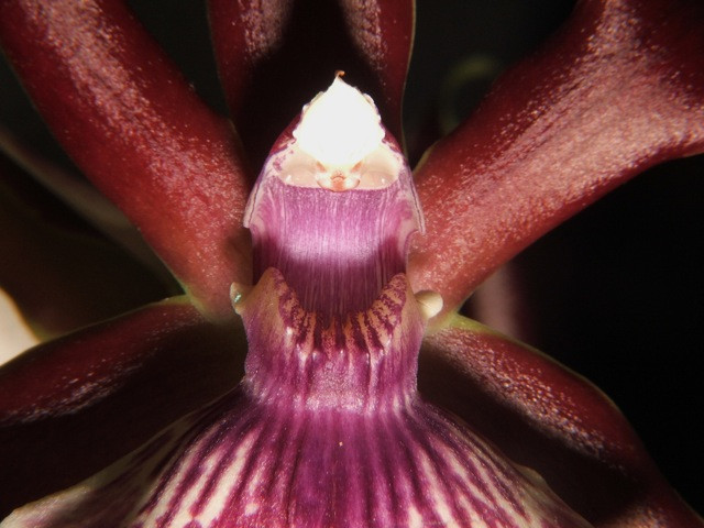 Orchidea Zygopetalum