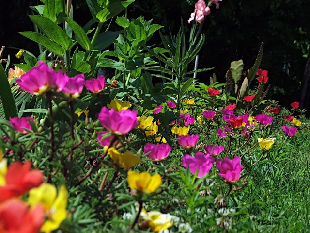 Portulaca grandiflora/Porcsinrózsa