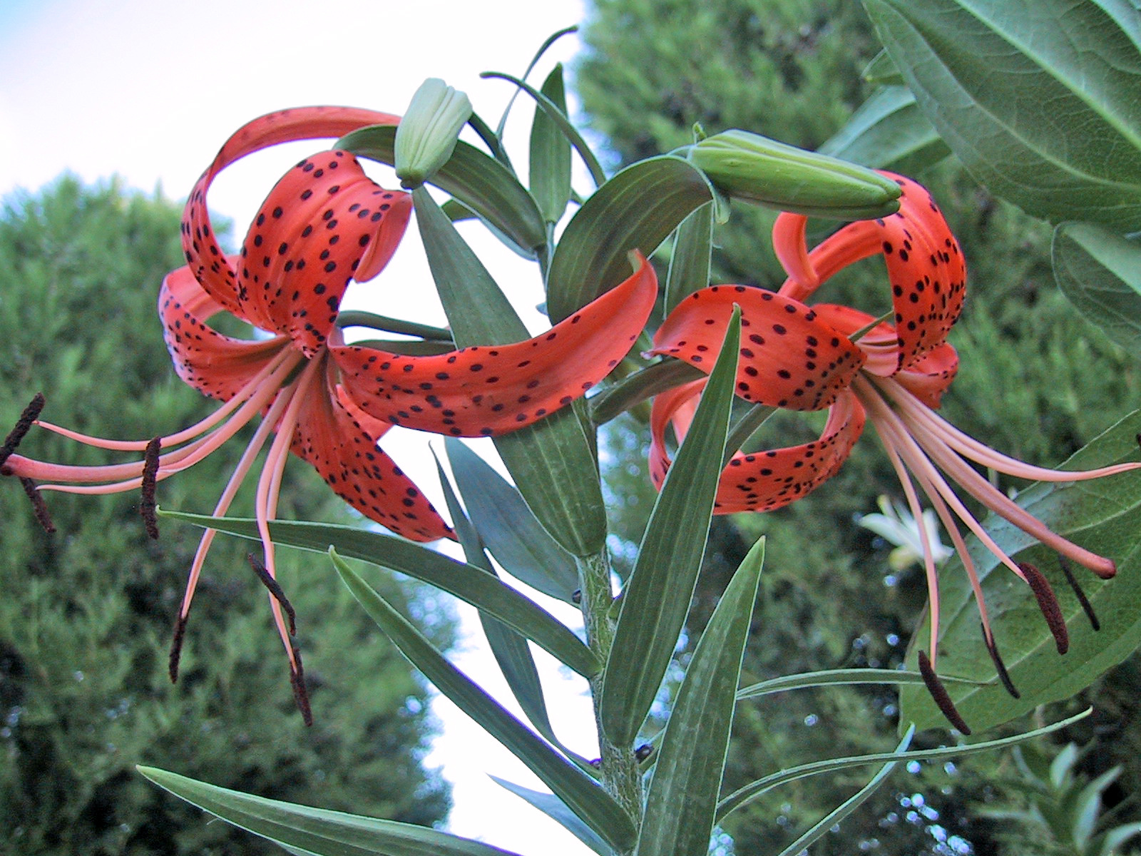 Lilium tigrinum