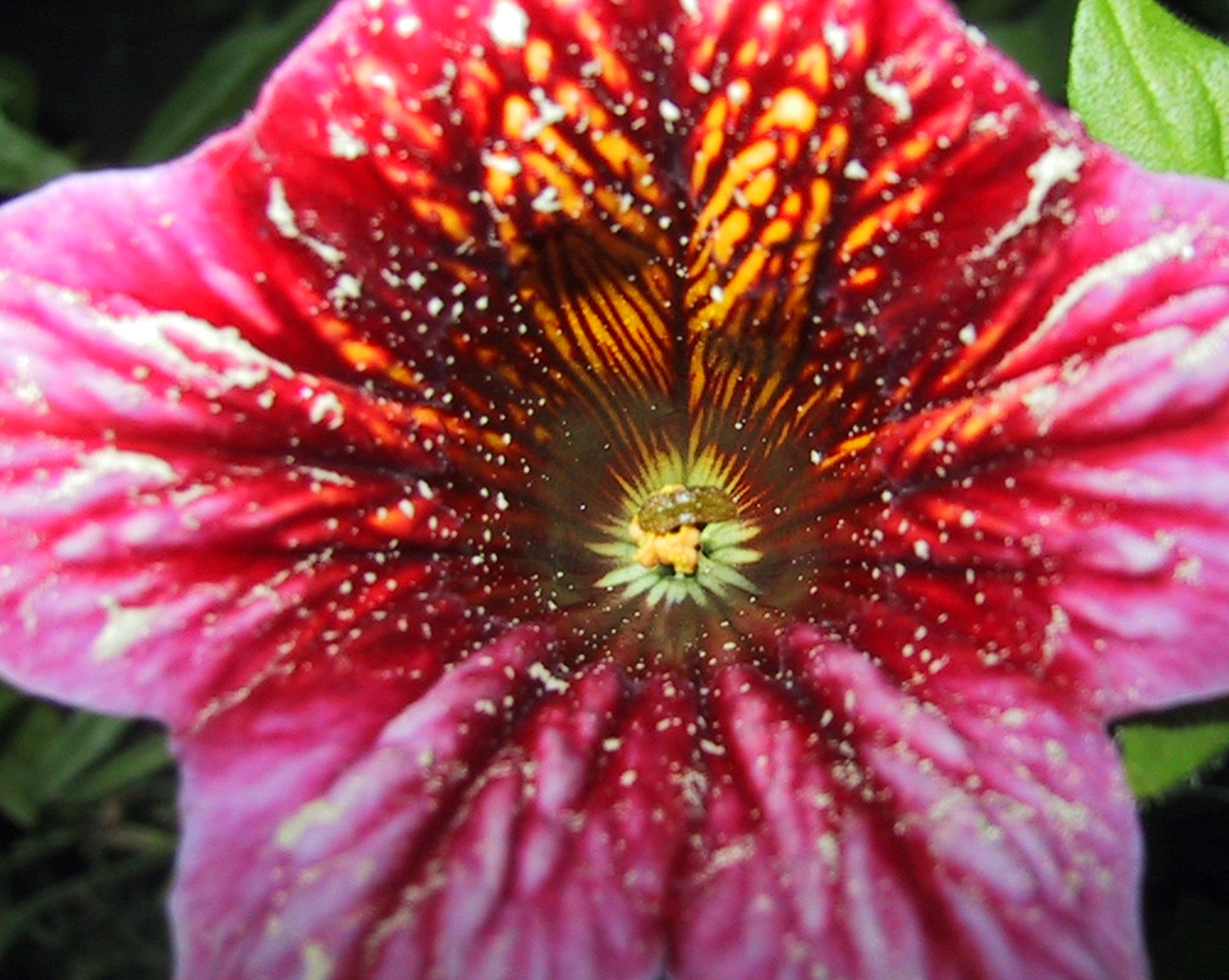 Salpiglossis sinuata/Trombitavirág